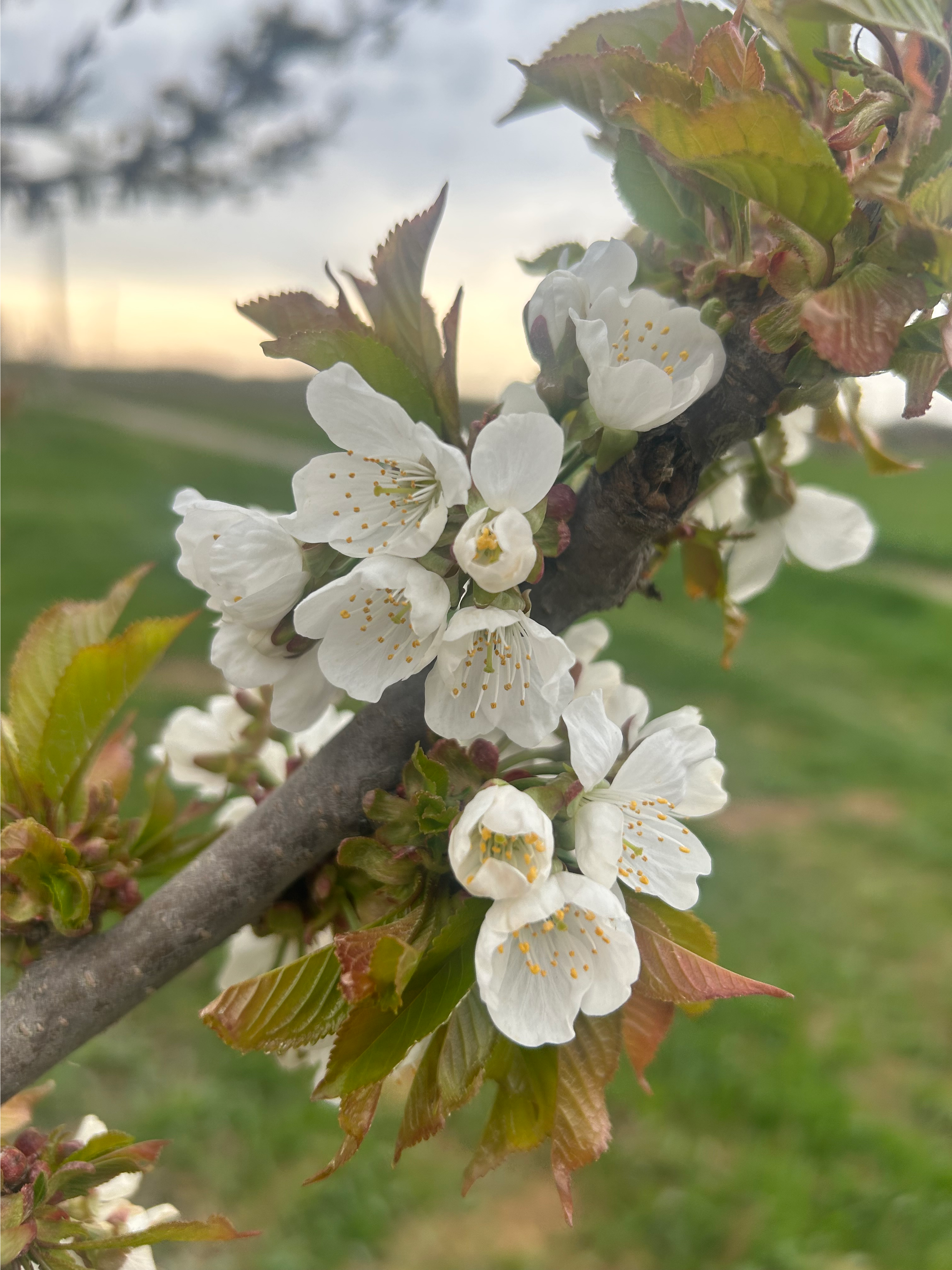 Sweet cherry in full bloom.